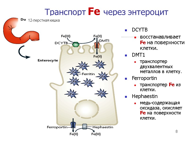 12/13/2017 8 Транспорт Fe через энтероцит DCYTB восстанавливает Fe на поверхности клетки.  DMT1